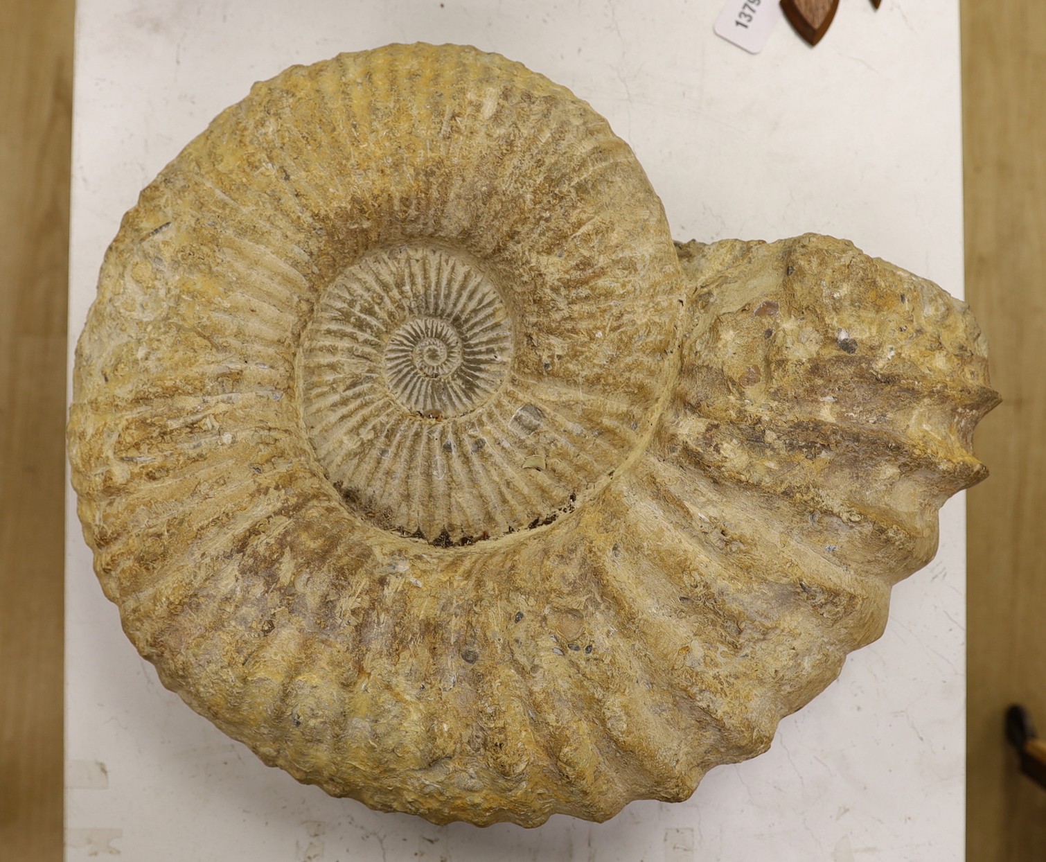 A large ammonite fossil specimen, approx 56 cms x 48 cms